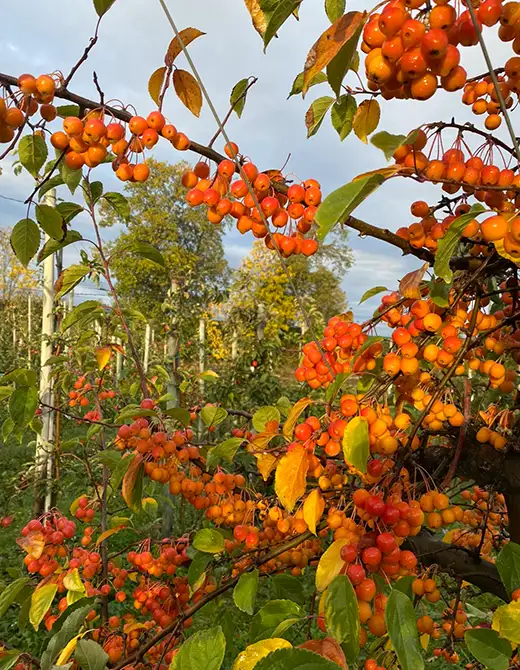 Obstbäume - Obstplantage Hahne