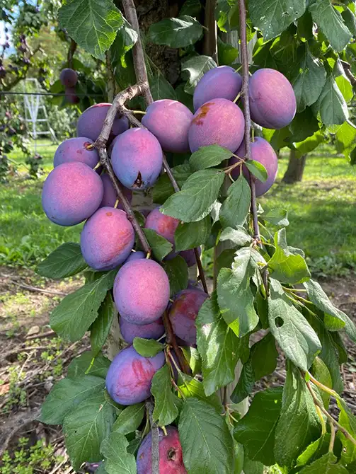 Pflaumen - Obstplantage Hahne