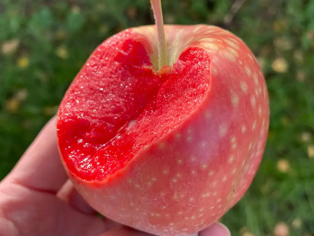 Apfel - Obstplantage Hahne